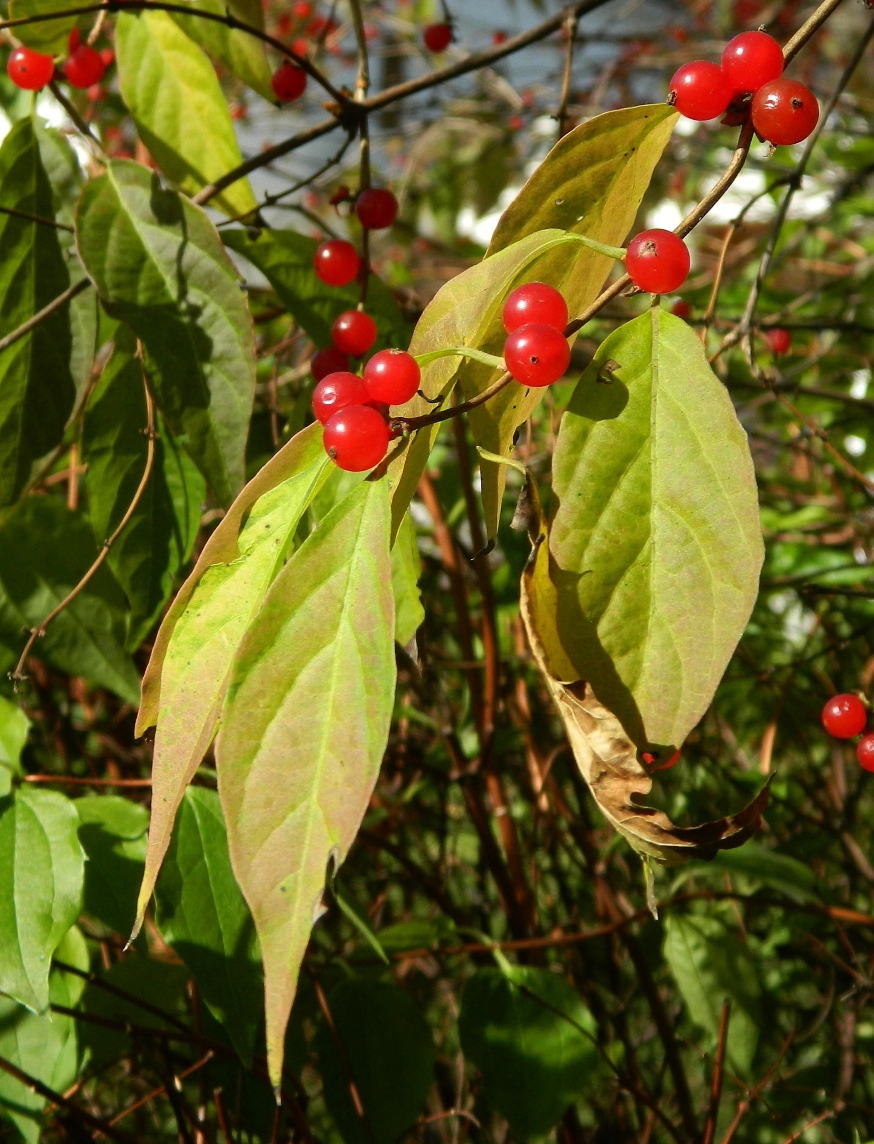 Изображение особи Lonicera maackii.