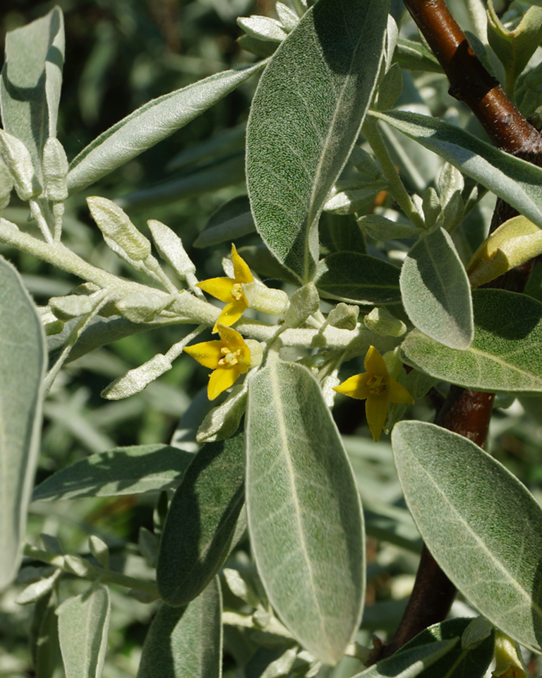 Image of Elaeagnus oxycarpa specimen.