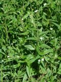 Epilobium pseudorubescens. Цветущее растение. Иркутская обл., Иркутский р-н, левый берег р. Ангара. 09.07.2015.