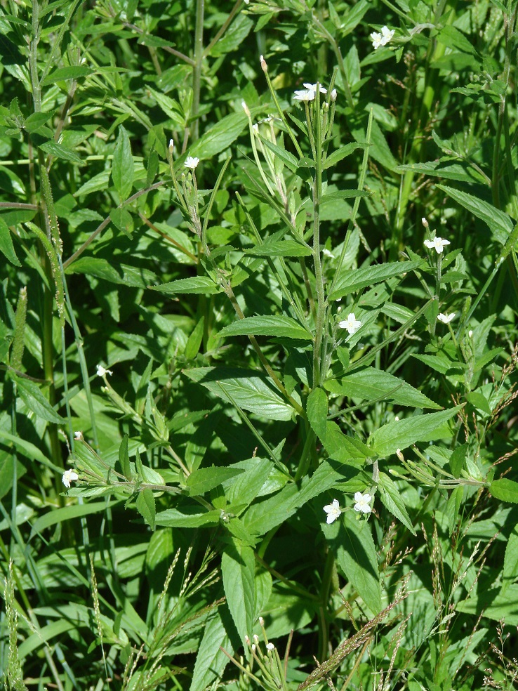 Изображение особи Epilobium pseudorubescens.