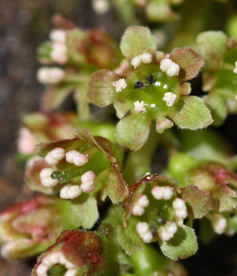 Image of Ribes mandshuricum specimen.