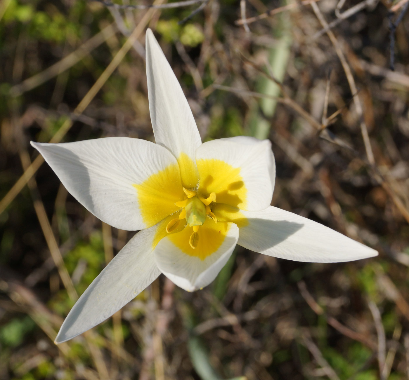 Image of Tulipa patens specimen.