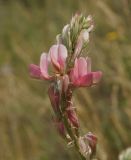 Onobrychis arenaria