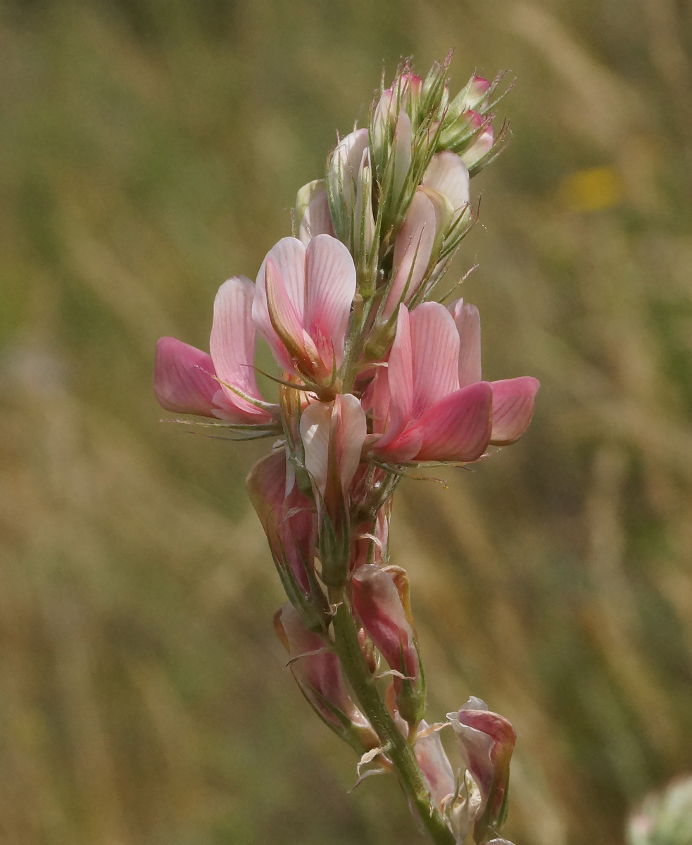 Image of Onobrychis arenaria specimen.