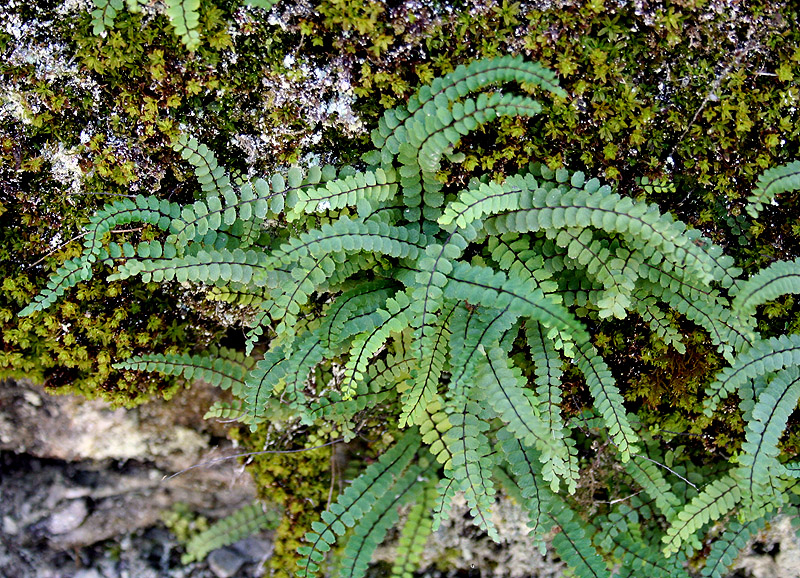 Изображение особи Asplenium trichomanes.