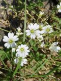 Cerastium flavescens. Цветки. Якутия (Саха), Алданский р-н, левый берег р. Алдан в 5 км выше устья р. Тимптон. 19.06.2008.