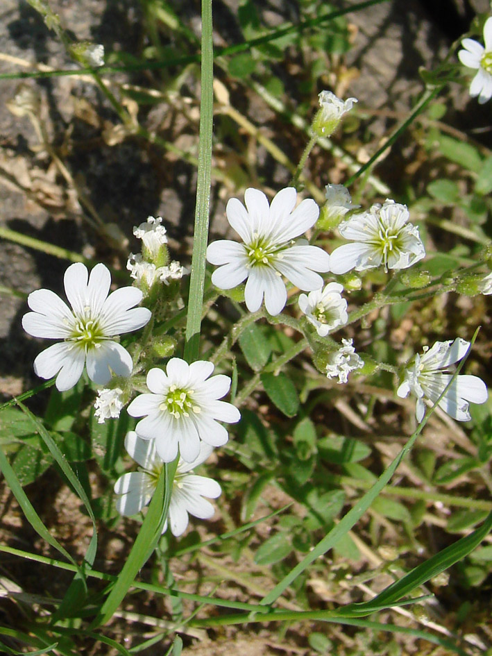 Изображение особи Cerastium flavescens.