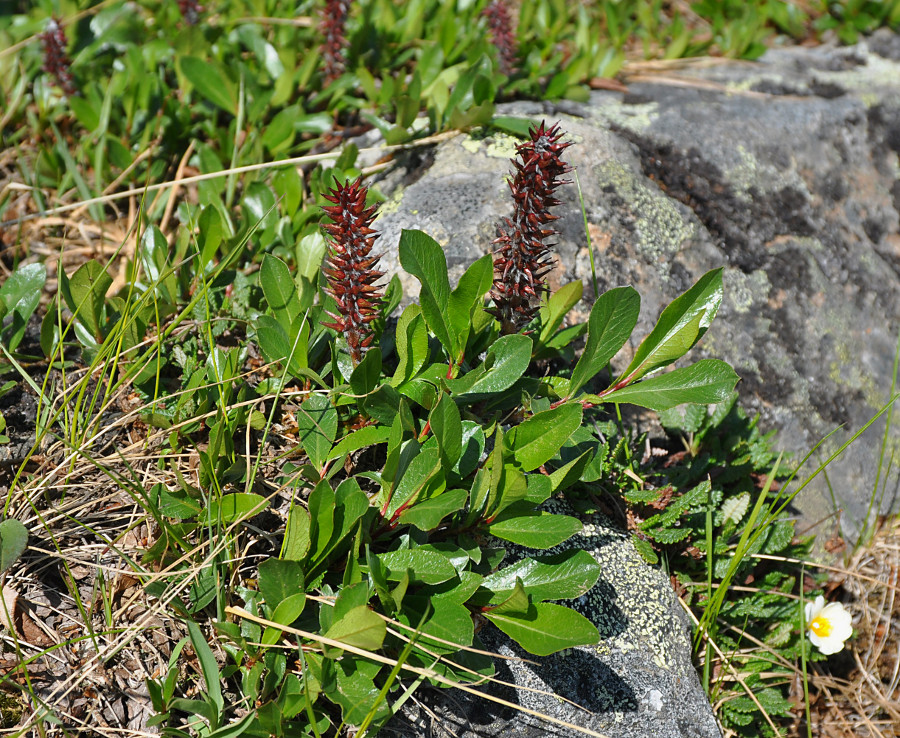 Изображение особи Salix rectijulis.