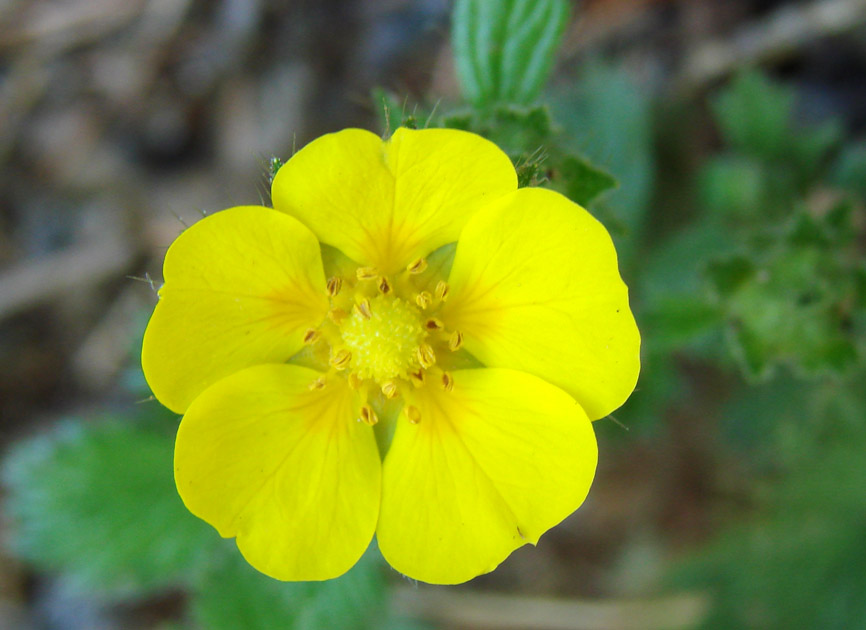 Image of genus Potentilla specimen.