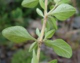 Thymus nervulosus