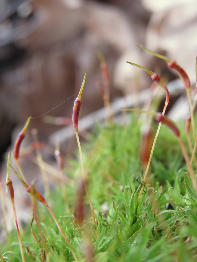 Image of Atrichum undulatum specimen.