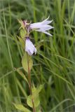 Campanula latifolia. Верхушка цветущего растения. Ленинградская обл., Волосовский р-н, окр. дер. Редкино, пойменный высокотравный берег р. Вруда. 12.07.2015.