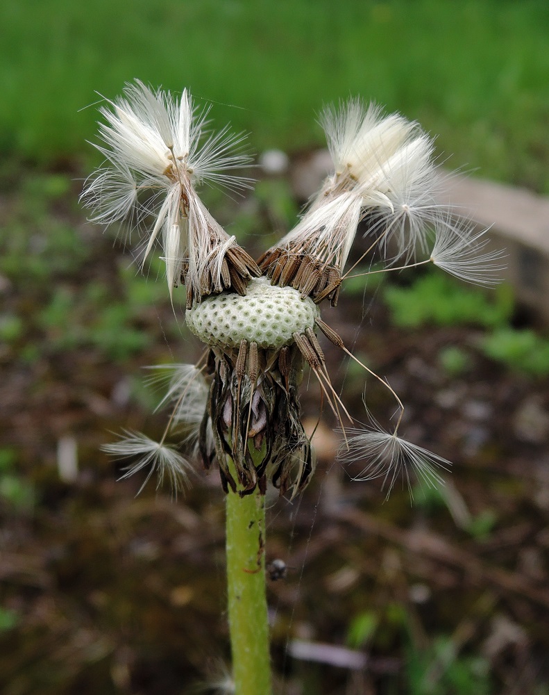 Изображение особи Taraxacum officinale.