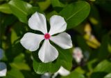 Catharanthus roseus. Цветок. Абхазия, Сухуми, Сухумский ботанический сад. 19.08.2015.