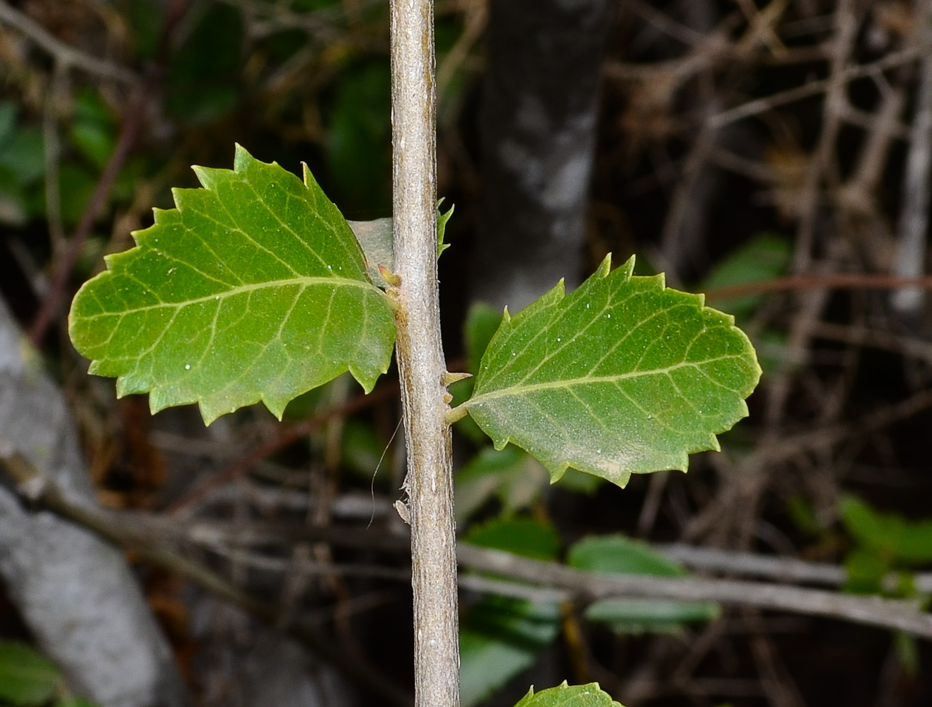 Image of Phillyrea latifolia specimen.