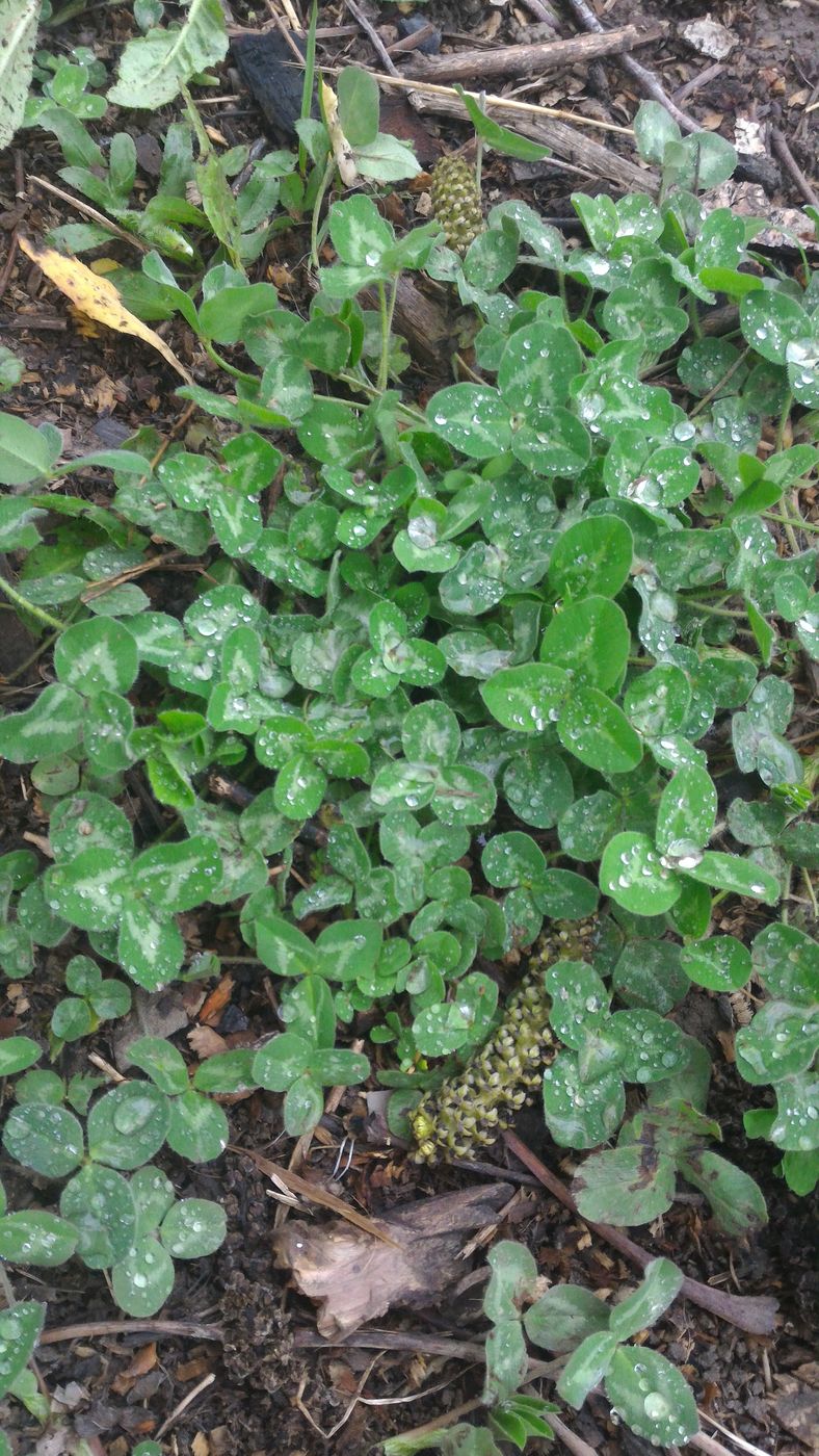 Image of Trifolium repens specimen.