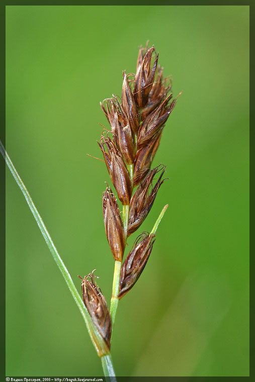 Image of Blysmus compressus specimen.