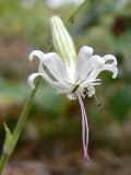 Silene nutans. Цветок. Свердловская обл., окр. г. Североуральск, сосняк. 03.08.2008.