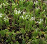Cerastium semidecandrum