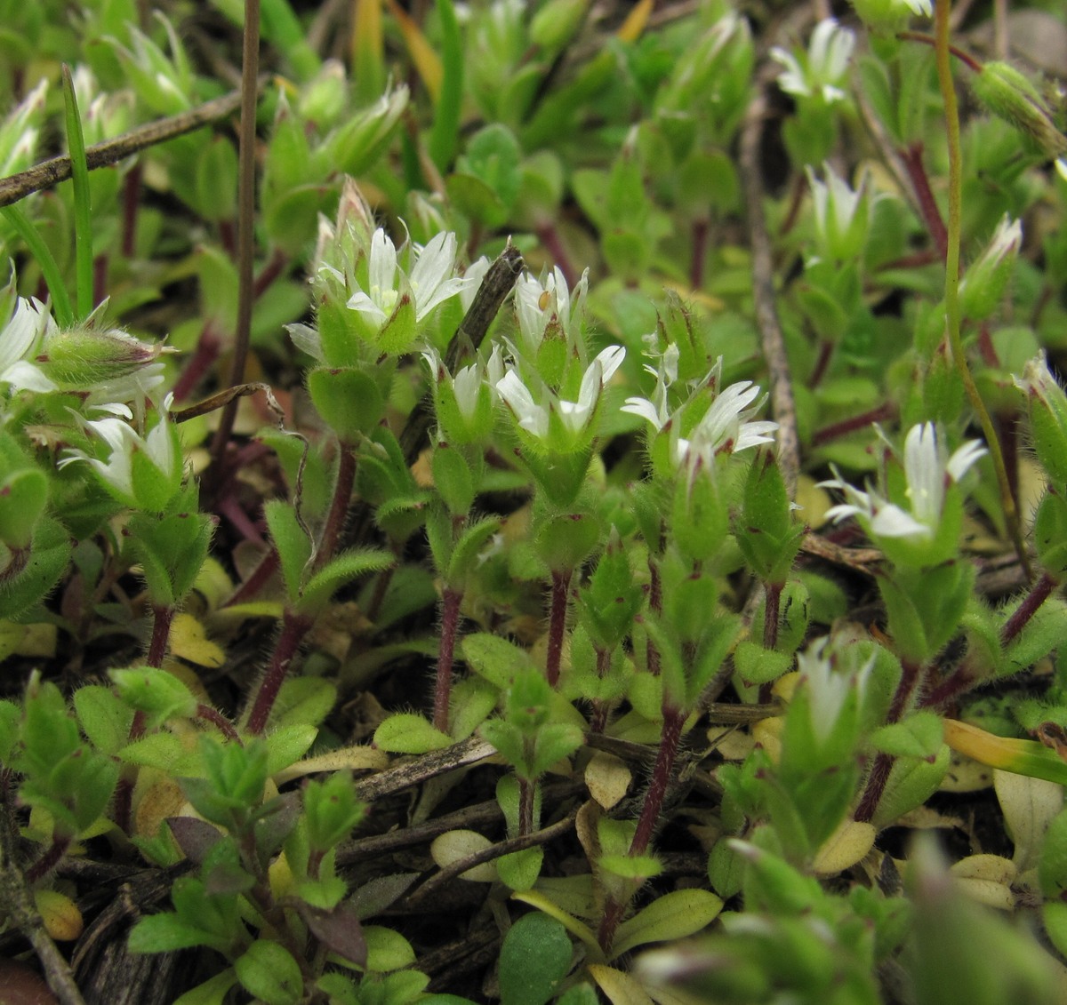Image of Cerastium semidecandrum specimen.