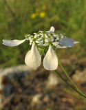 Image of taxon representative. Author is Александр Фатерыга