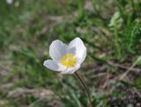 Anemone sylvestris