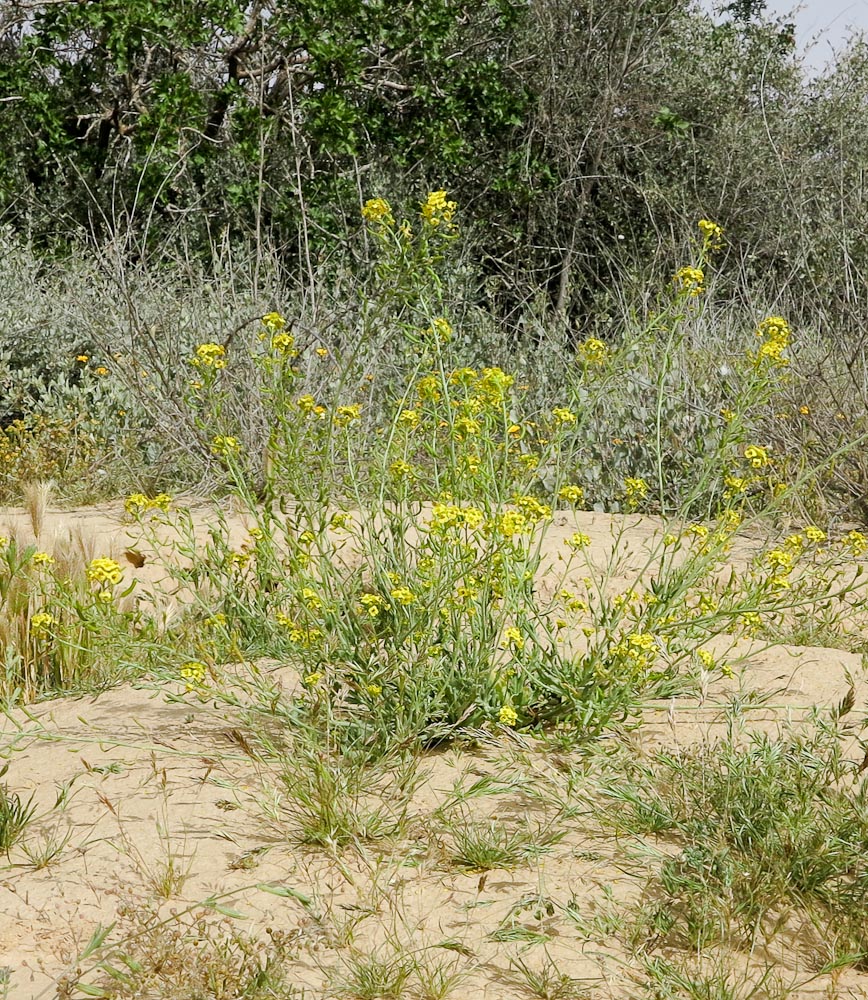 Изображение особи Nasturtiopsis coronopifolia.