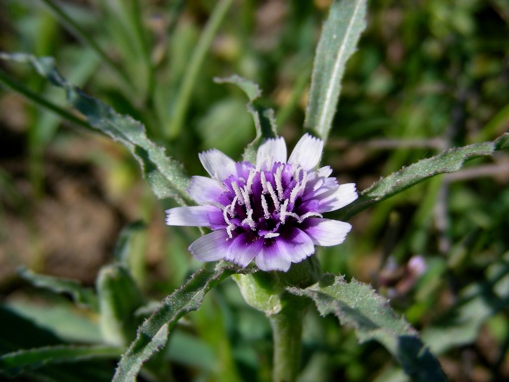 Image of Epilasia mirabilis specimen.