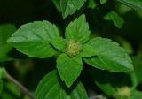 genus Ocimum