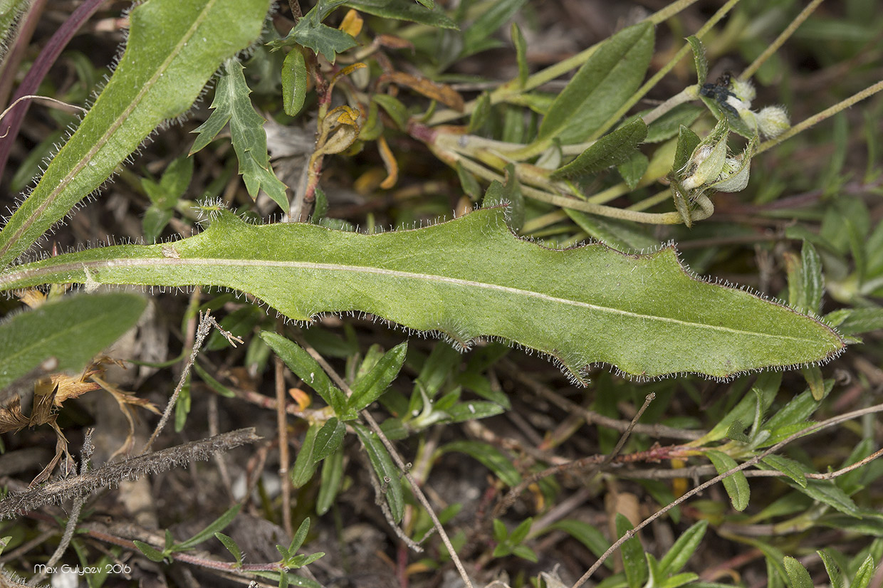 Изображение особи Leontodon biscutellifolius.