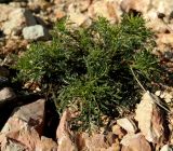 Scrophularia bicolor