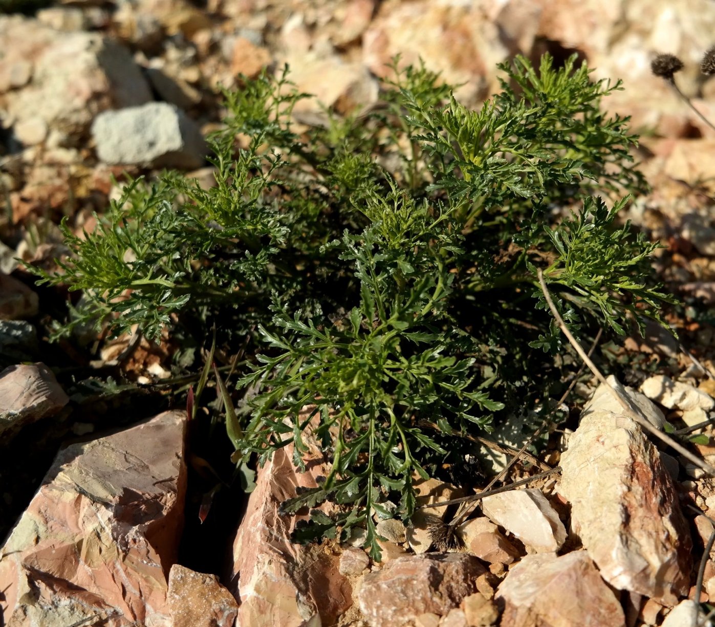 Изображение особи Scrophularia bicolor.