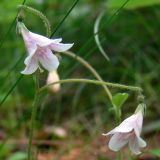 Linnaea borealis. Соцветие. Свердловская обл., окр. г. Североуральск, травяно-моховой сосняк с елью на известняках. 28.06.2007.