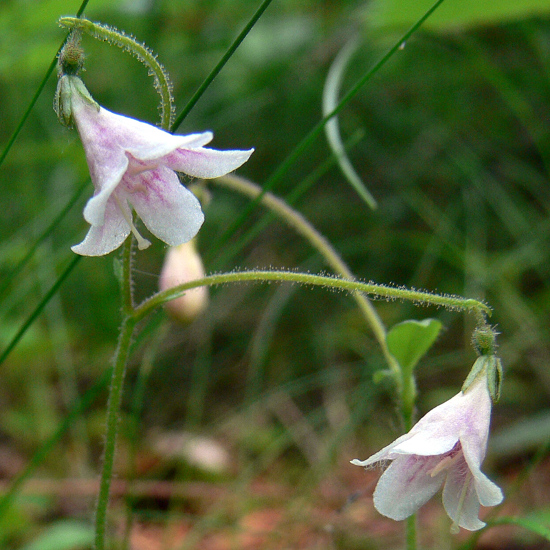 Изображение особи Linnaea borealis.