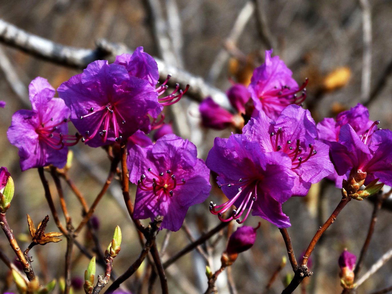 Изображение особи Rhododendron mucronulatum.