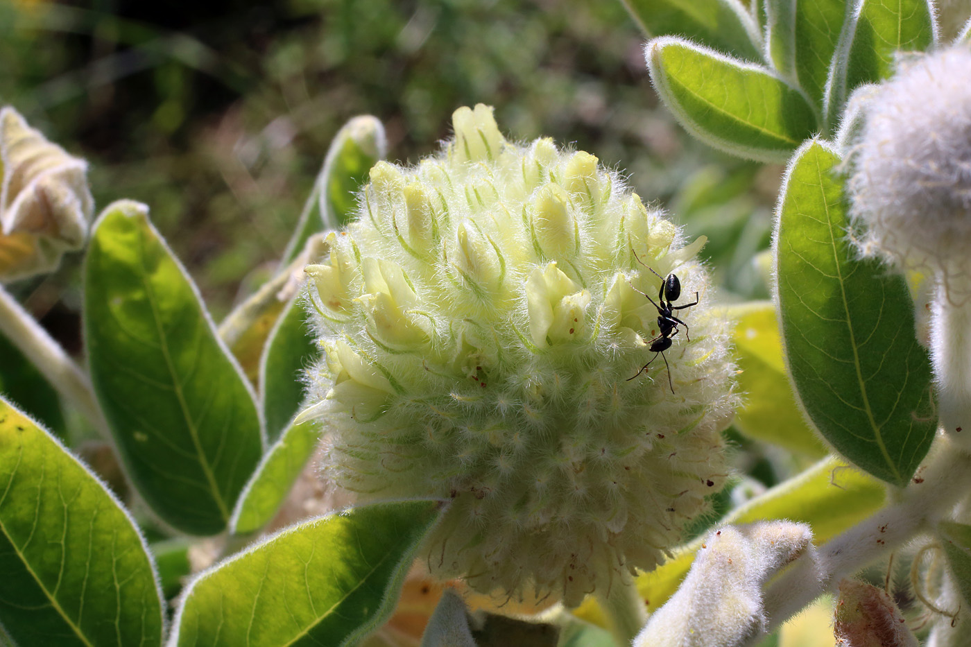 Image of Astragalus eximius specimen.