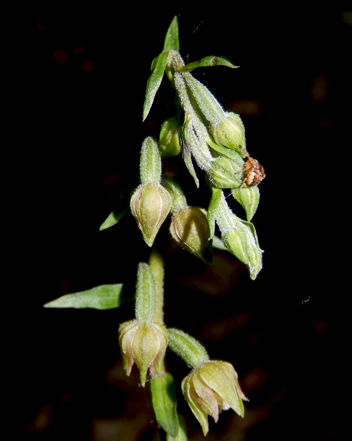Image of Epipactis microphylla specimen.