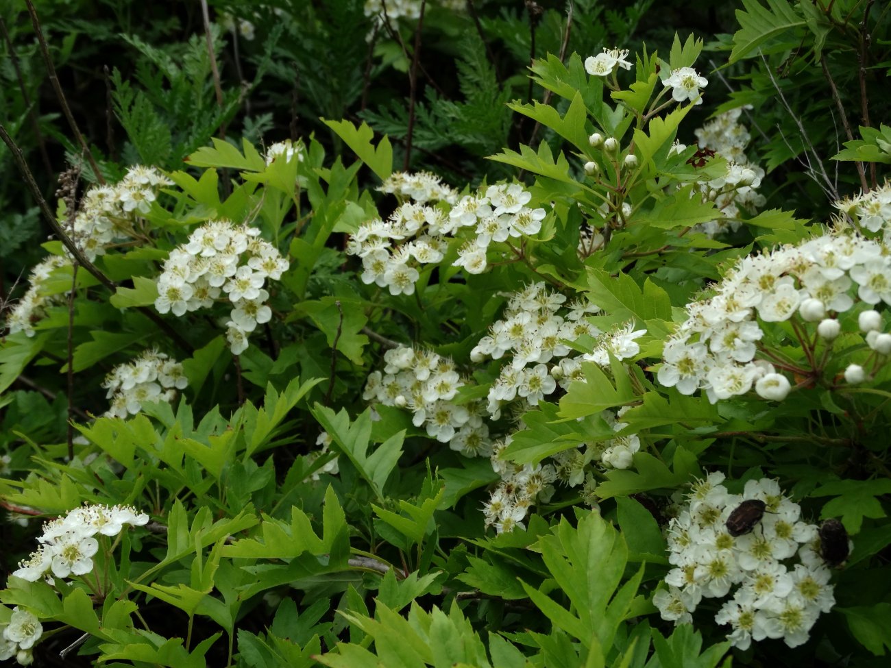 Изображение особи Crataegus pinnatifida.