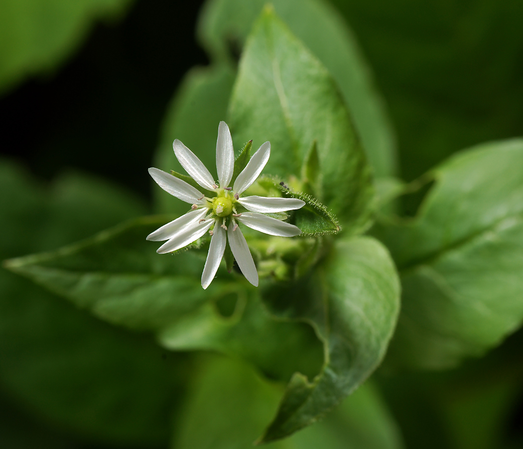 Изображение особи Myosoton aquaticum.
