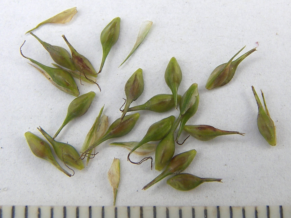 Image of Carex sylvatica specimen.