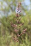 Calamagrostis epigeios. Соцветие. Костромская обл., окр. г. Нерехта, песчаный карьер. 15.07.2016.