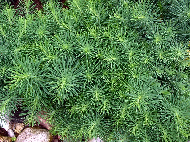 Изображение особи Euphorbia cyparissias.