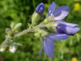 Polemonium acutiflorum