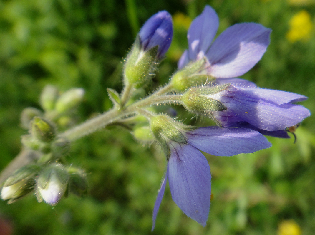 Image of Polemonium acutiflorum specimen.