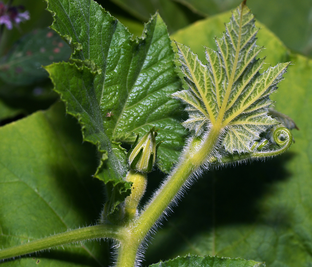 Image of Cucurbita pepo specimen.