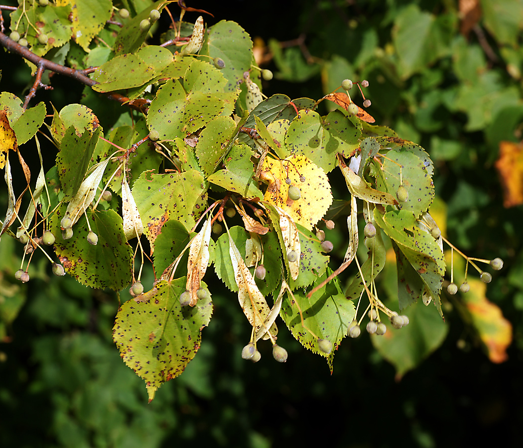 Изображение особи Tilia cordata.