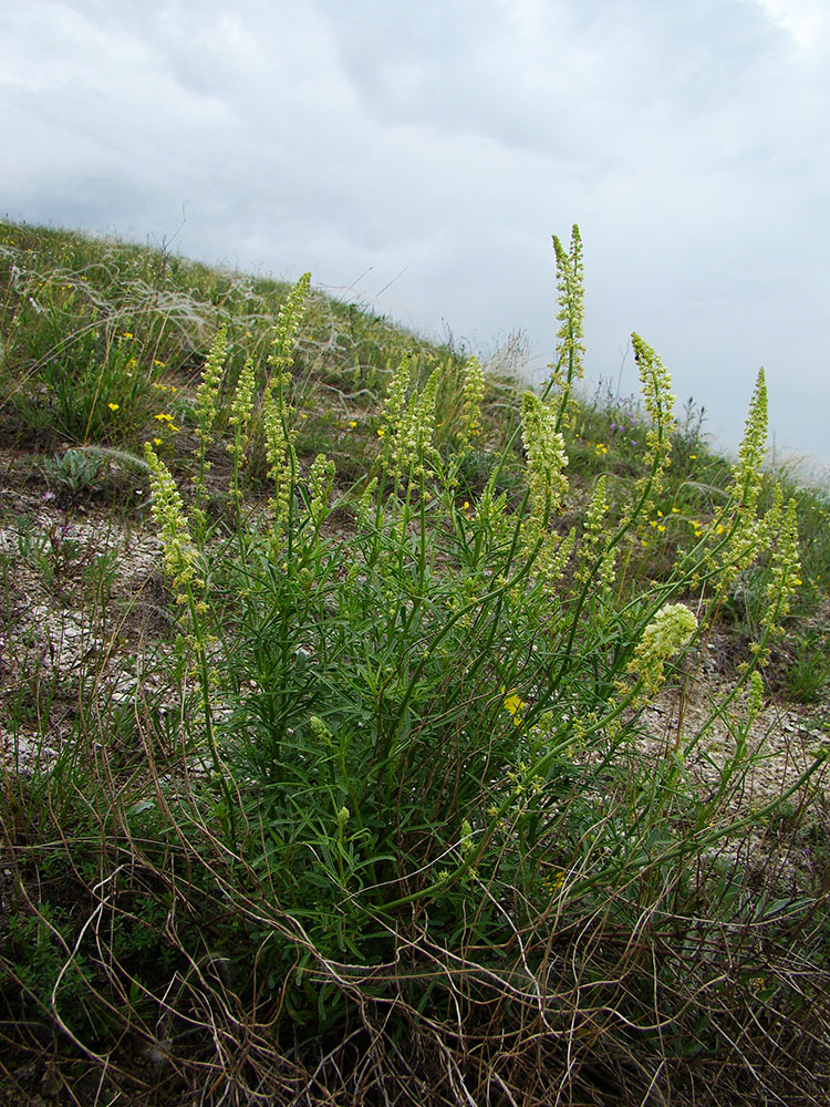 Image of Reseda lutea specimen.
