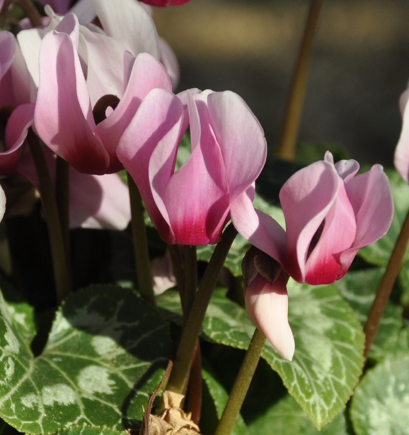 Изображение особи род Cyclamen.