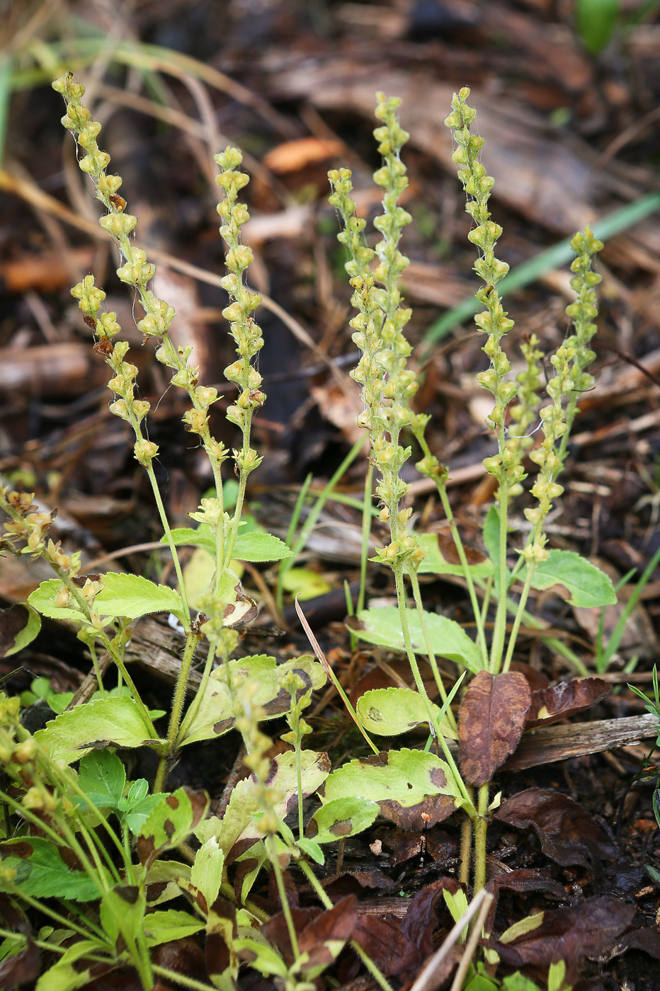 Image of Veronica officinalis specimen.