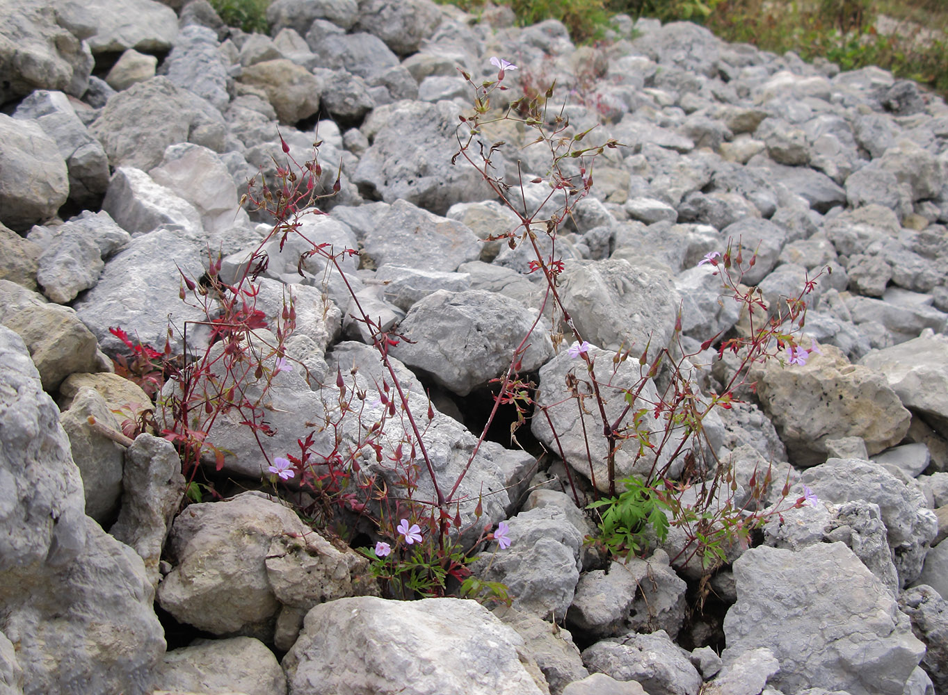 Image of Geranium robertianum specimen.